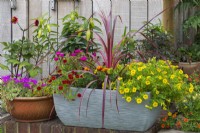 Trough planted with a Phormium tenax 'Sundowner', New Zealand flax, amidst red and yellow Calibrachoa Million Bells Series and red Portulaca grandiflora.