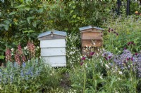 Two beehives are placed amidst nectar rich foxgloves, caryopteris, aster and cirsium.