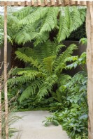 A doorway crafted from sustainably-sourced oak frames the view of Australian tree ferns, Dicksonia antarctica.