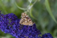 Painted lady butterfly with wings folded, resting on Buddleja davidii 'Wind Tor'.