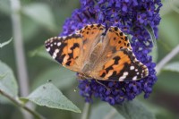 A painted lady butterfly on Buddleja davidii 'Wind Tor'