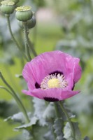 Papaver somniferum, opium poppy, a self-seeding annual flowering from June.