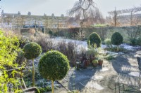 View of walled town garden in winter with box topiary,  pleached field maples and weeping birch tree. January