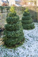 Pair of box topiary spirals in winter. January