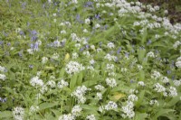 Wildflowers in woodland. Wild garlic syn. Allium ursinum, ramsons.  English bluebells syn. Hyacinthoides non-scripta; Scilla non-scripta. 