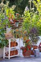 Containers with tomatoes 'Tumbling Tom' and basil on decked roof terrace.