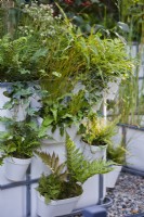 Small forest planting in containers with ferns and grasses. The IBC Pocket Forest at Chelsea Flower Show 2021 Design: Sara Edwards