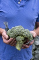 Harvesting Broccoli 'Ironman'
