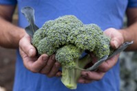 Harvesting Broccoli 'Ironman'