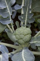 Broccoli 'Monclano'
