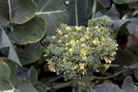 Broccoli 'Matsuri' bolting
