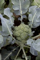 Broccoli 'Samson'
