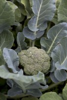 Broccoli 'Beaumont'

