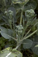 Broccoli 'Sticcoli'

