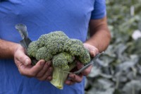 Harvesting Broccoli 'Ironman'
