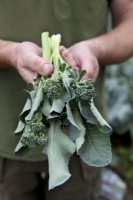 Broccoli tenderstem 'Green Inspiration'
