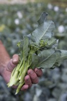 Harvesting Broccoli 'Green Magic'
