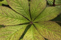 Rodgersia pinnata 'Superba' leaves with insect damage in summer - August