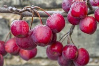 Malus 'Red Sentinel' - crab apples dusted with fine snow on the branch of an espalier trained tree next to a wall. January