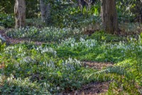 Drifts of Galanthus nivalis flowering in a Spring woodland garden - February