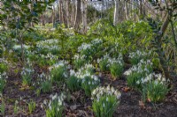 Clumps of Galanthus nivalis flowering in a Spring woodland garden - February
