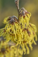 Hamamelis x intermedia 'Arnold Promise' flowering in early Spring - February