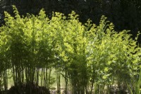 Osmunda regalis - Royal fern at How Hill Secret Garden - Norfolk Broads UK