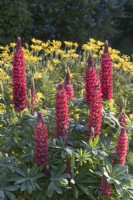 Lupinus 'The Pages' with Euryops pectinatus behind