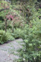 View of Fuchsia Walk: hardy Fuchsia magellanica 'Alba' syn. Fuchsia Riccartonii 'Alba' growing against Victorian, ironwork pergola. 

Fuchsia magellanica 'Riccartonii' syn. Fuchsia 'Riccartonii', Fuchsia magellanica var. 'Riccartonii'.