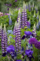 Lupinusus 'The Governor', Allium 'Purple Sensation', Iris 'Bishops Robe' in cottage garden border, early summer