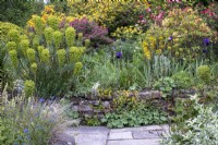 Euphorbias, Asphodeline lutea, Alchemilla mollis and Iris 'Bishop's Robe' in raised cottage garden border.  Stone wall and paving in front