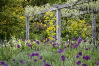 Allium 'Purple Sensation' and Ferula communis, Giant Fennel, beneath Wisteria 'Shiro-Noda' in cottage garden border, early summer
