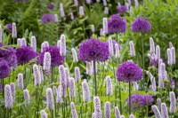 Allium 'Purple Sensation' and Persicaria bistorta in purple and pink themed cottage garden border, early summer