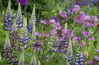 Lupinus 'The Governor' and Aquilegia in cottage garden border, early summer