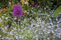 Allium 'Purple Sensation' and Forget Me Nots in cottage garden border, early summer