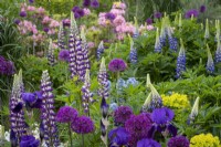 Lupinus 'The Governor', Allium 'Purple Sensation', Iris 'Bishops Robe' in cottage garden border, early summer