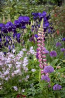 Lupinus 'The Chatelaine' with self seeded Aquilegia and Iris 'Bishop's Robe' behind