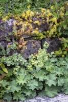 Alchemilla mollis edging path with stone wall behind, in cottage garden border