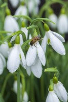 Galanthus 'James Backhouse' attracting an early honeybee. January