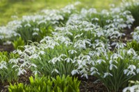 Galanthus 'Magnet'. Large clumps of this very vigorous variety in sun in February