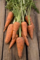 Carrot 'Katrin' on wooden background
