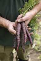 Carrot 'Purple Sun'
