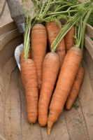 Carrot 'Resistafly' in a wooden trug
