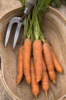 Carrot 'Romance' in wooden trug with handfork

