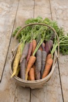 Different varieties of carrots in a wooden trug