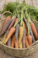 Different varieties of carrots in woven basket