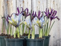 Pots of Iris reticulata Pauline and Katharine Hodgkin.