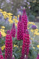 Lupinus 'The Pages' 