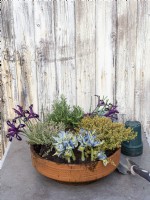 Plant a terracotta pot with herbs and early Iris reticulata