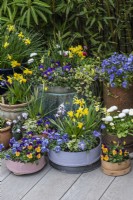 Container display of wooden flour sieves (vintage and painted), terracotta pots and copper pots planted with daffodils 'Jet Fire' and 'Tete-a-Tete', annual violas, bellis daisies, windflowers and white cyclamen.